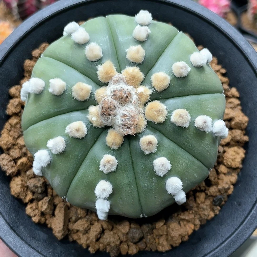 泰系实生，高绒连绒兜