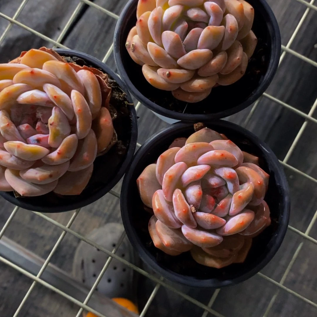 4-精品母本韩橙单头三个