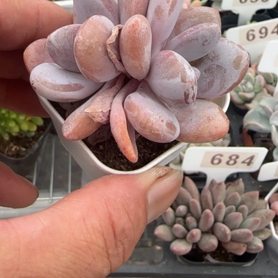 699粉兔一物一拍多肉