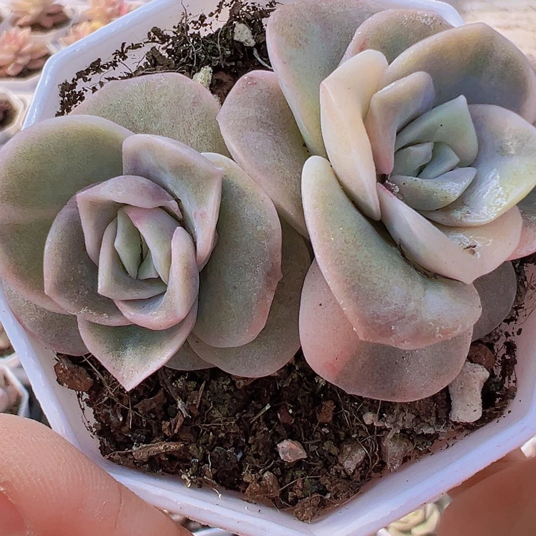 可爱玫瑰锦双头19包邮多肉