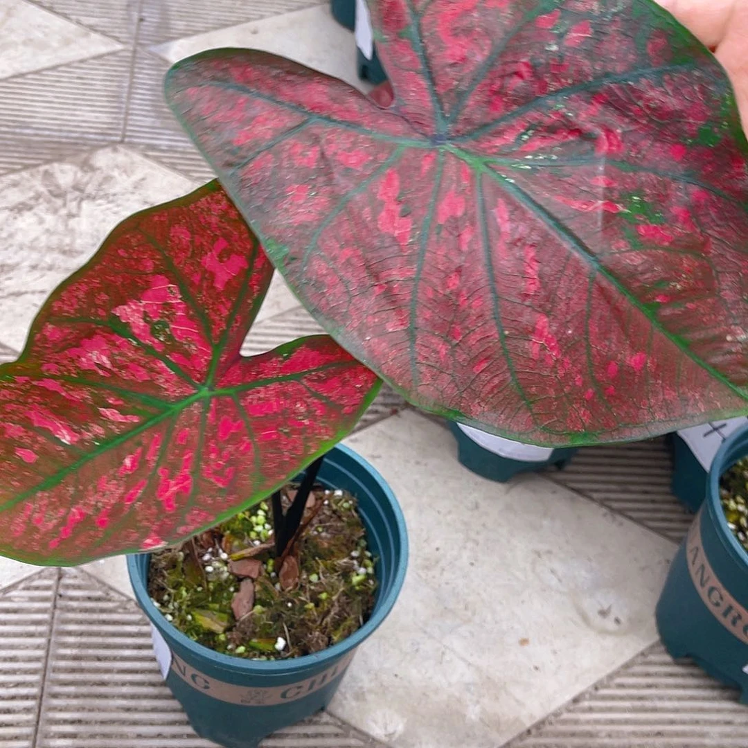 完全开放泰彩一物一拍1285