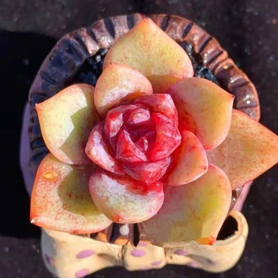 【满9.9包邮】德国香槟单头6.5cm盆多肉植物以直播间展示为主