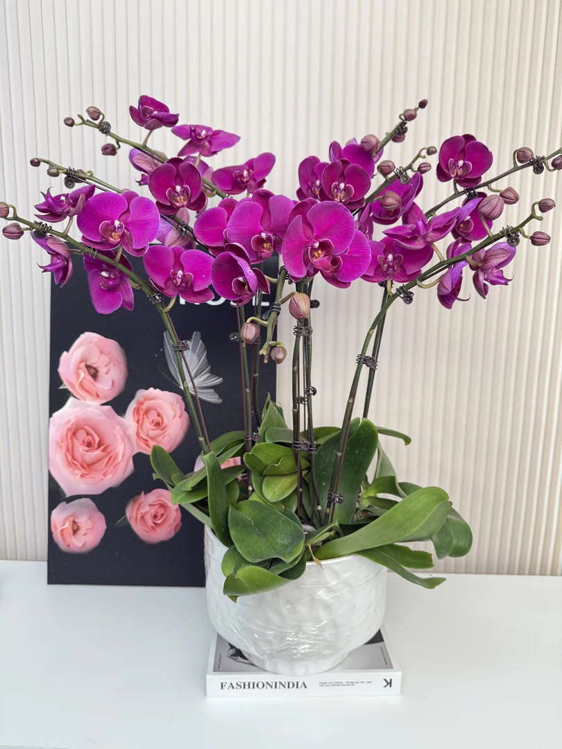 【大辣椒】蝴蝶兰 紫中大花型 四季花 室内花精品 源头基地直