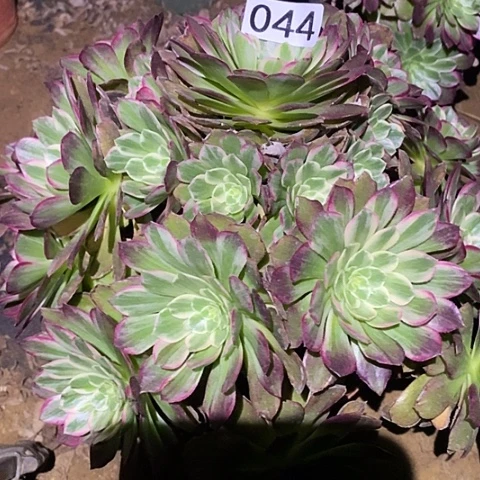 多肉植物法师44莲花