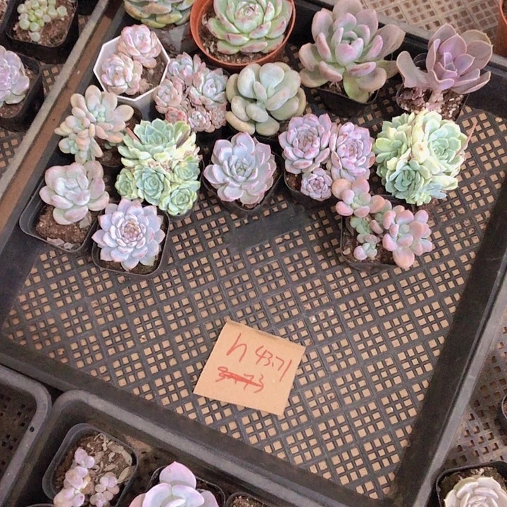 h***yH多肉。山东潍坊多肉