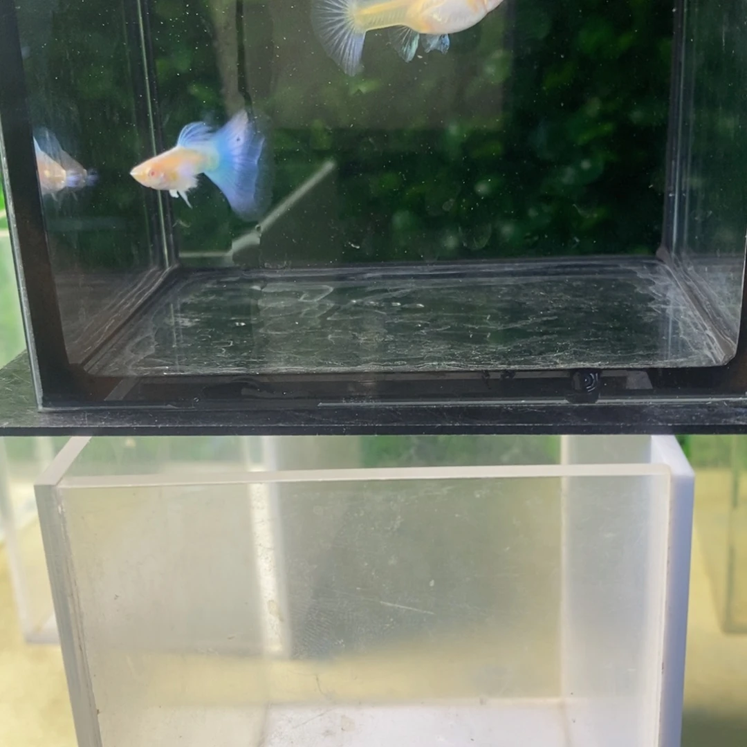 孔雀鱼蓝白欧翼一对