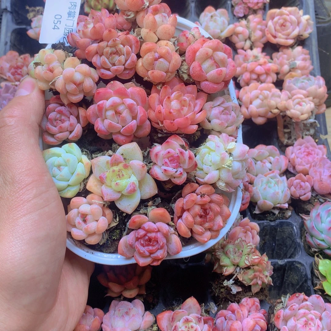 我要去看你了啊我054