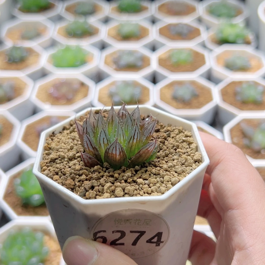 6274号实生针管多肉植物
