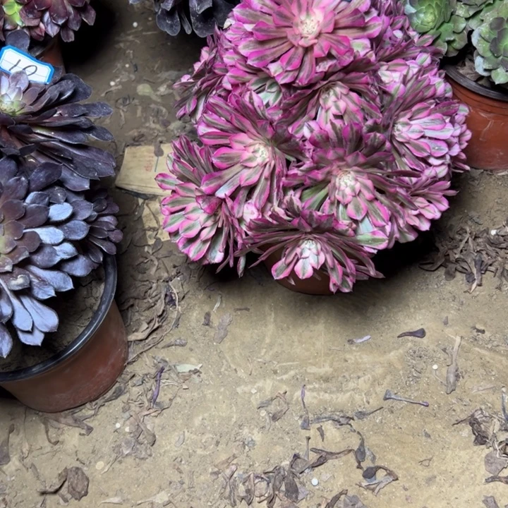 多肉植物红铜白法师34