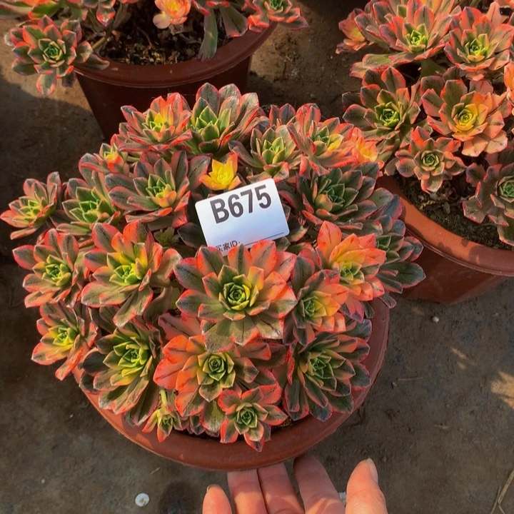 全部花朵675甜茶
