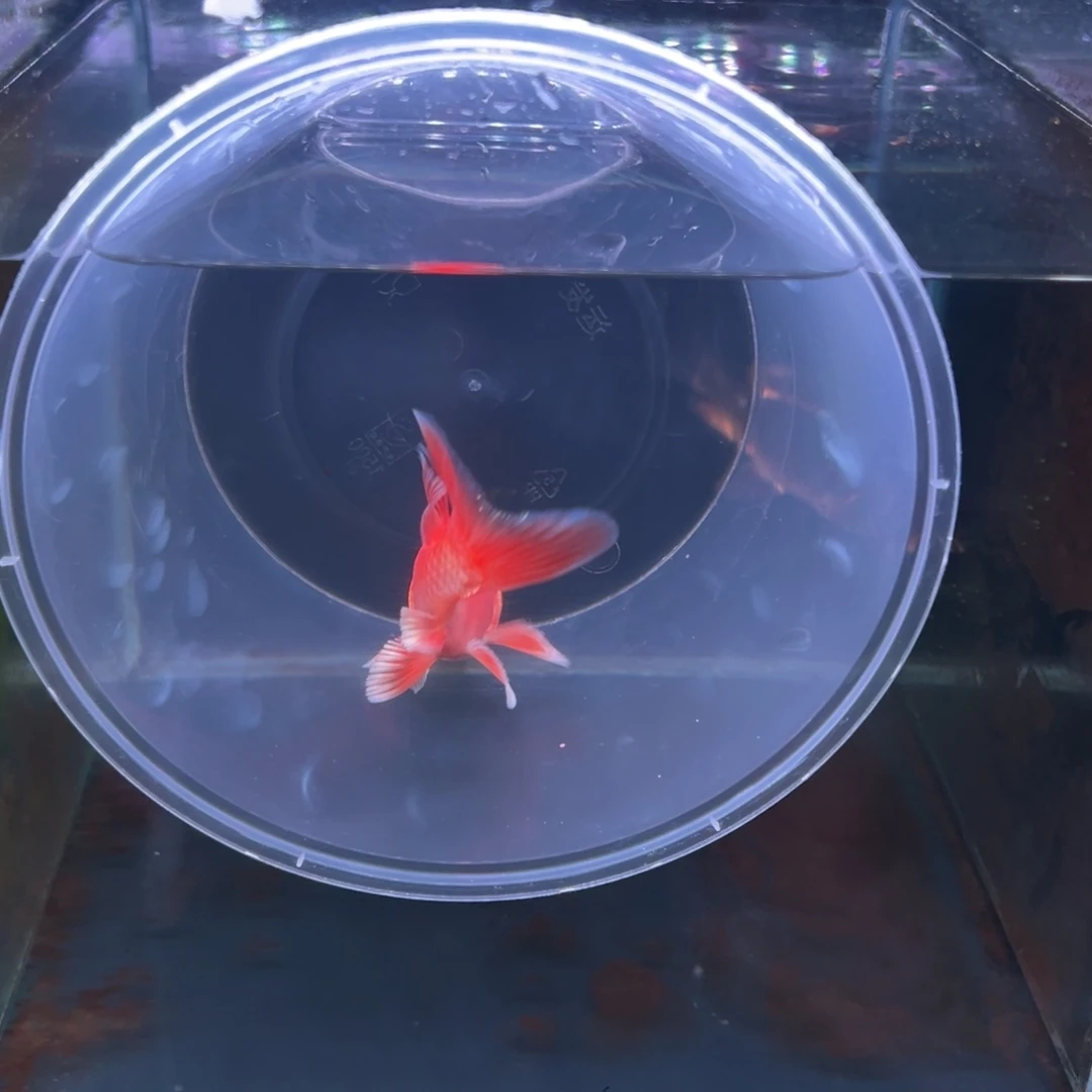 蝴蝶鲤h****e蝴蝶鲤