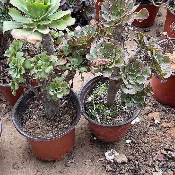 2棵玫瑰玫瑰玫瑰玫