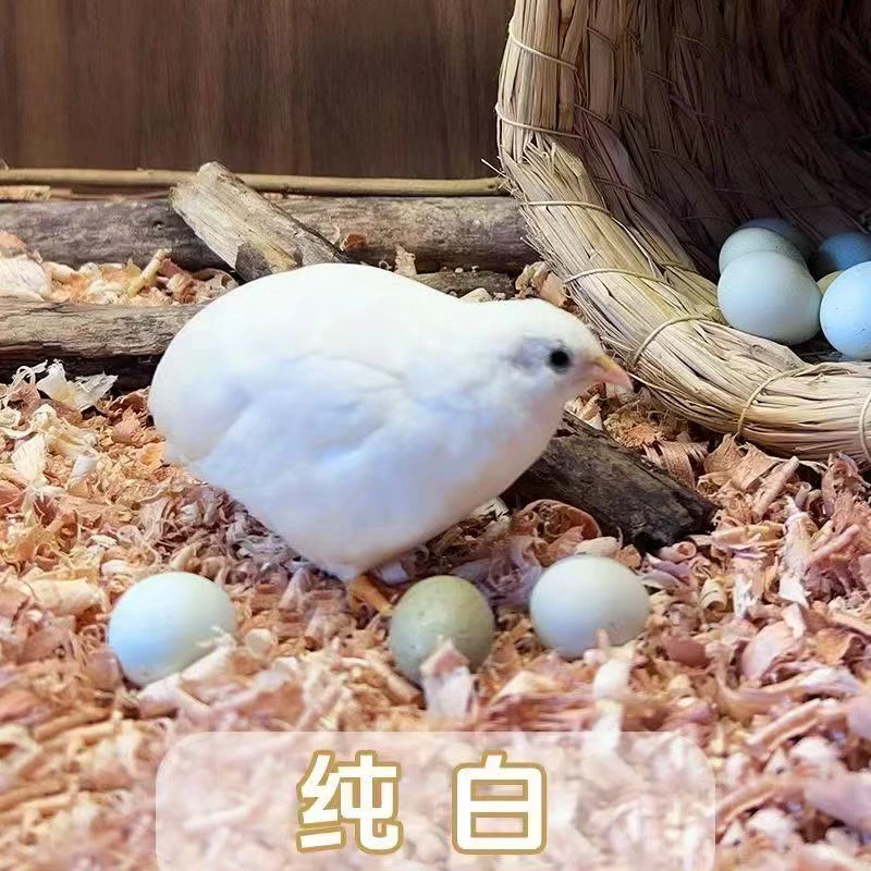 1号白羽王青年可选颜色公母包邮包路损适合饲养