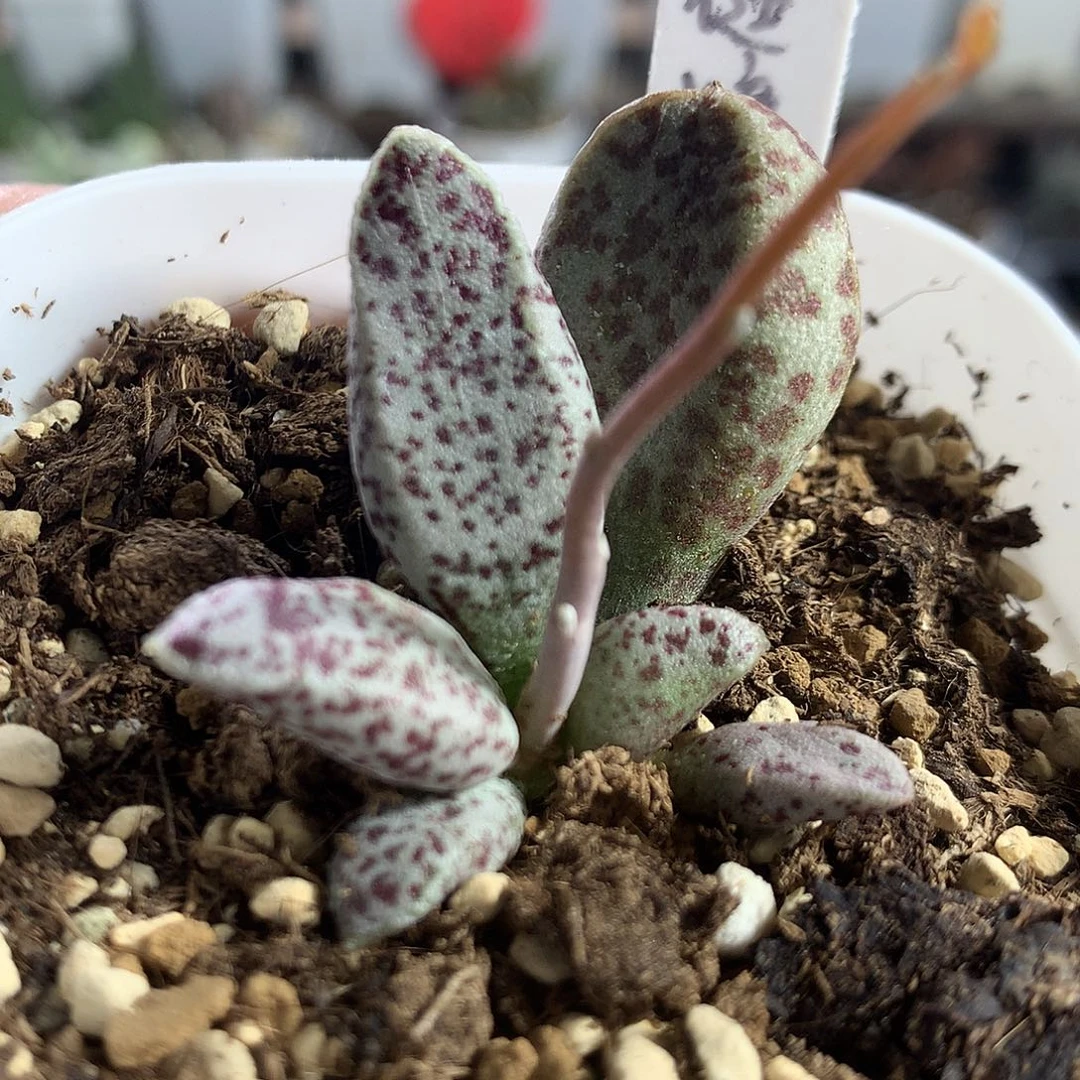 多肉水泡-圣诞糖果