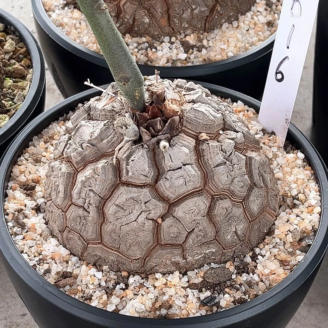 彬***仔潮流植物白皮南非龟