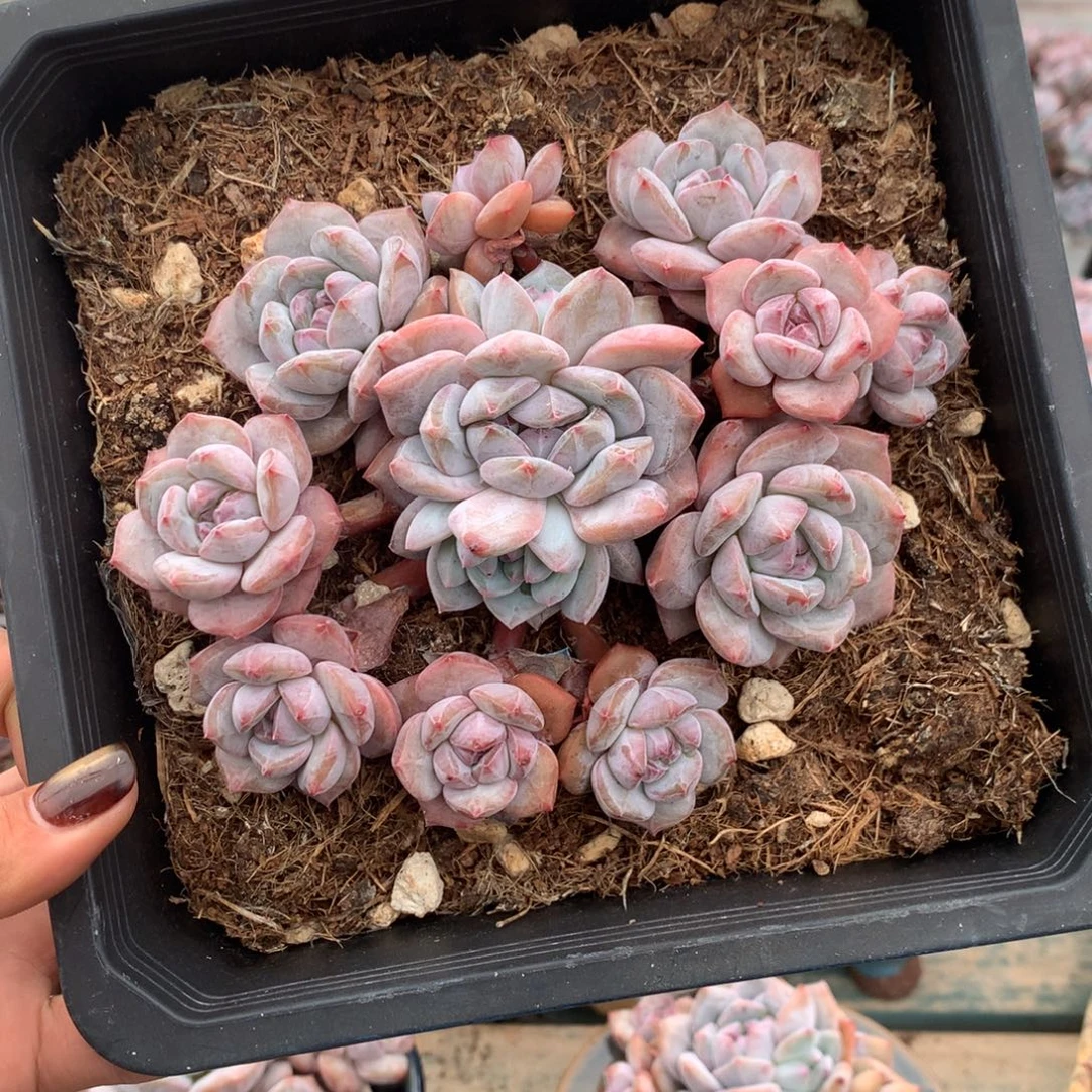 石榴籽无砍多头花花