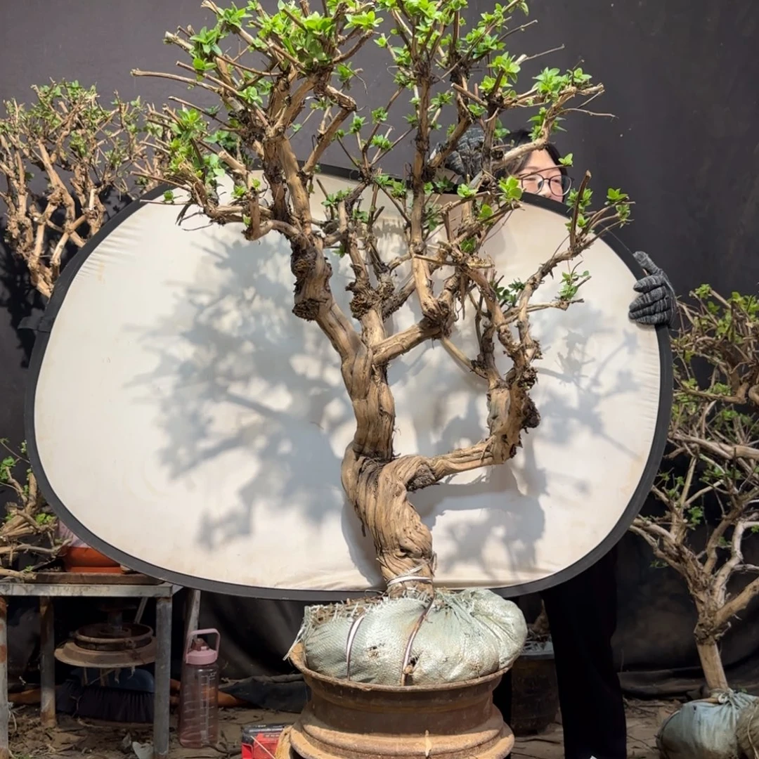 宁***远金银花金银花金银花