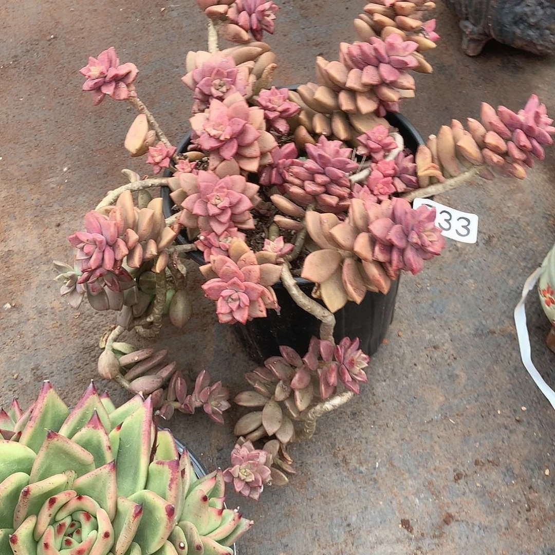 733姬胧月 一物一拍多肉