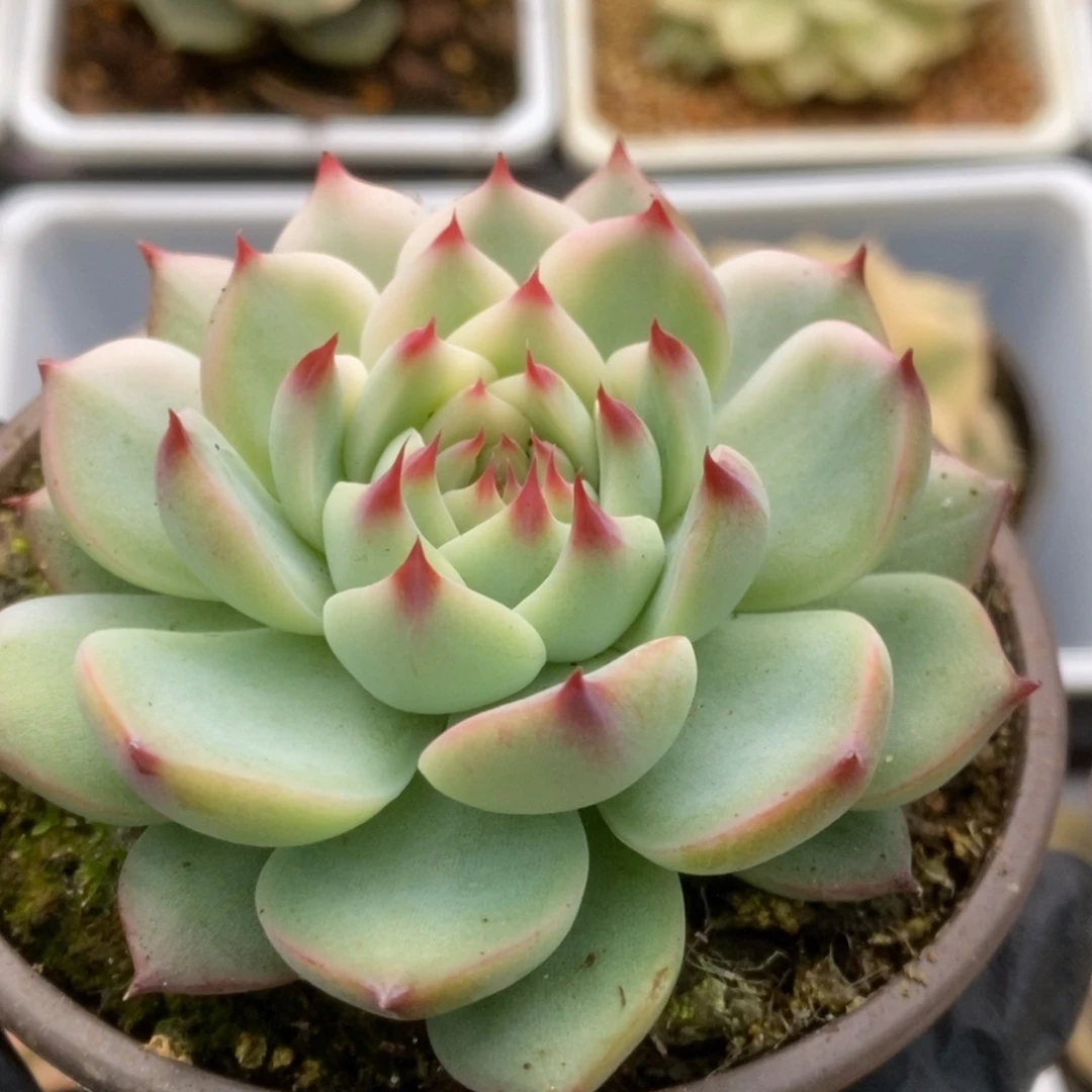 686锦锦锦锦锦锦锦锦
