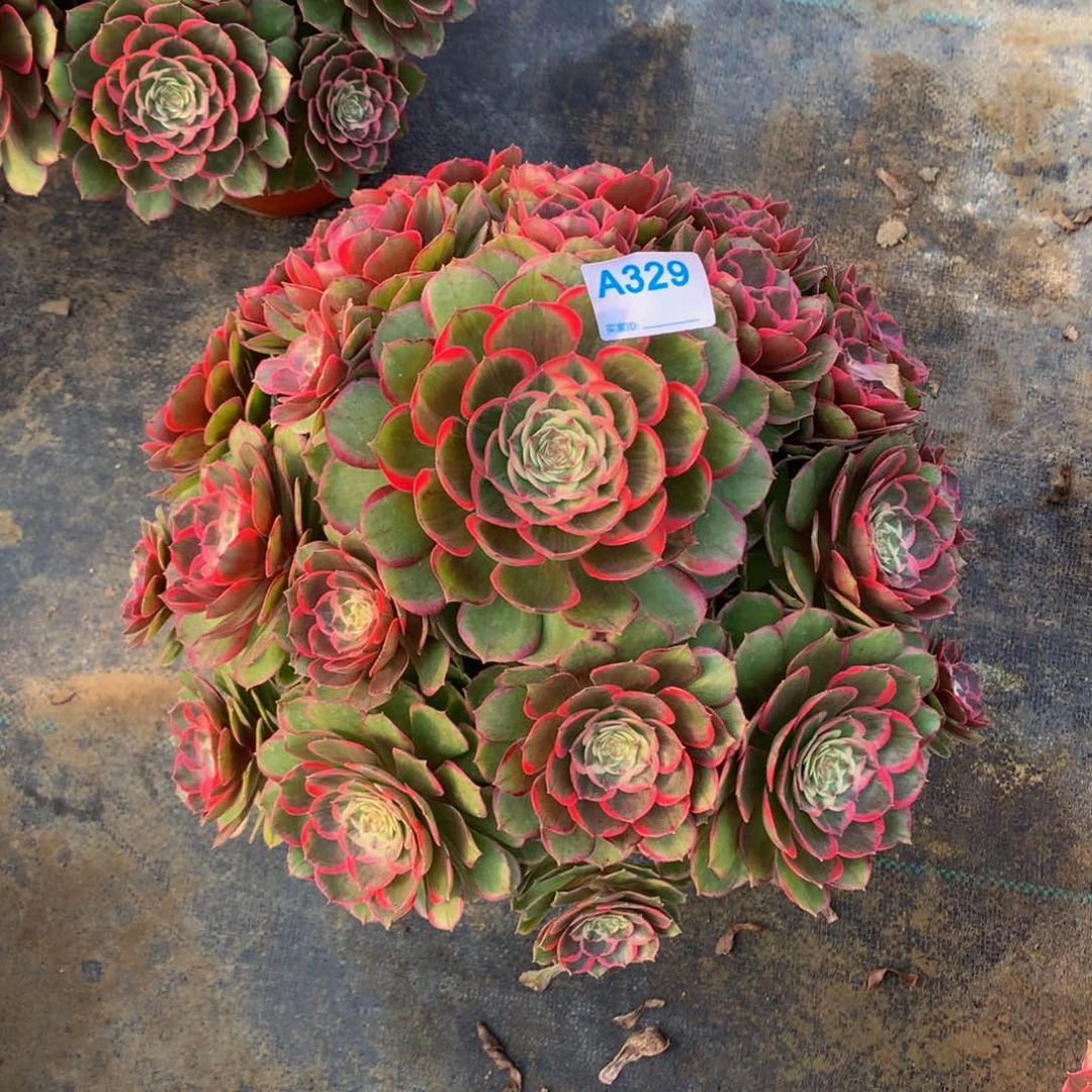 小*春多肉植物329粉花妖不周正