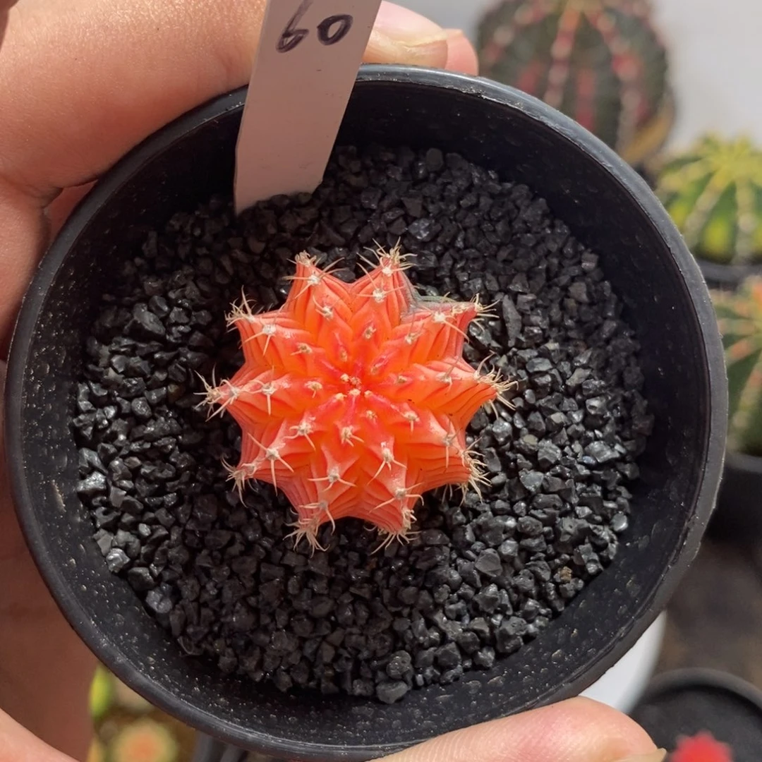 李***安精品米哈—脱土发货