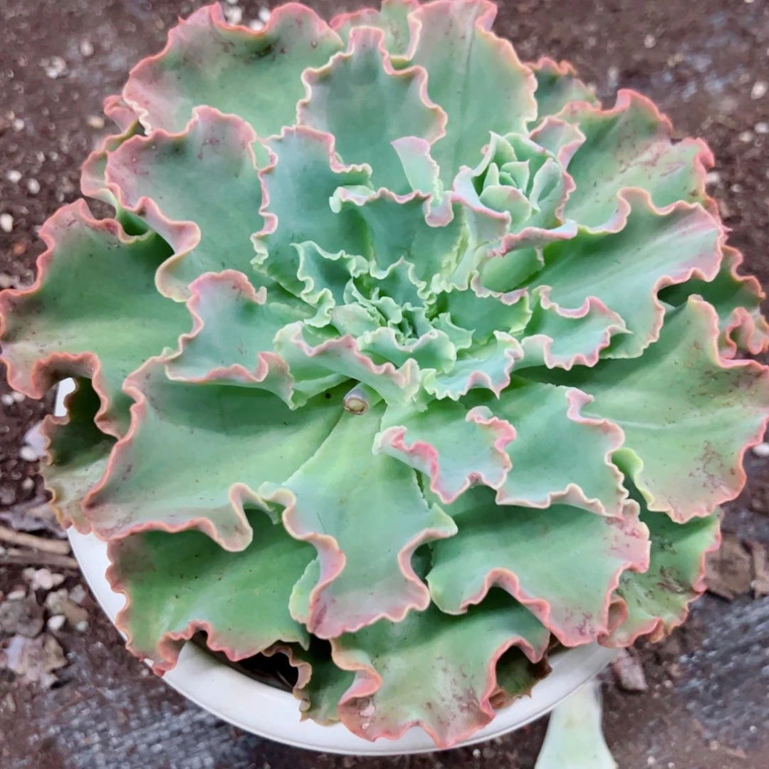 蓝狐大单头老桩多肉