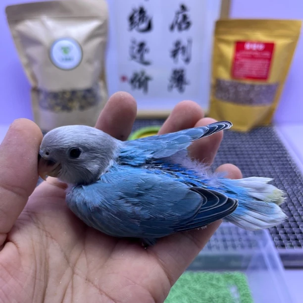 精品高纯松闪公L35179-桃面鹦鹉
