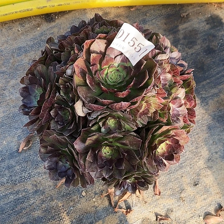 1551黑牡丹多肉法师锦