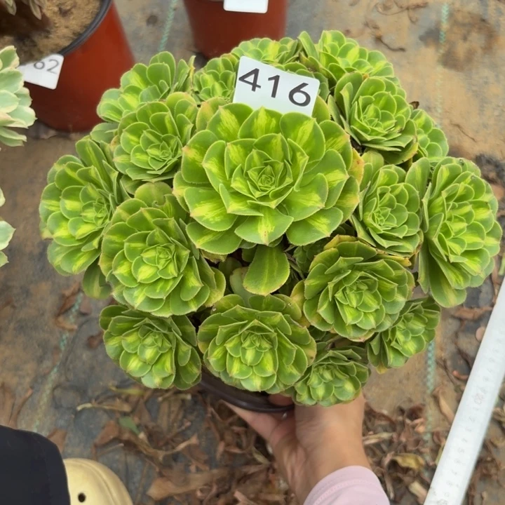 翡翠琉璃多肉植物不包损416