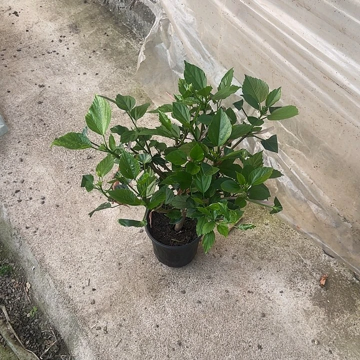 木***子完全开放丹麦木槿花