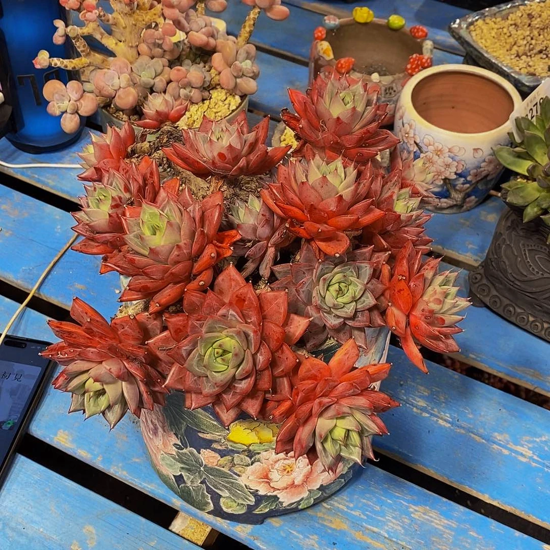 烧***球B284蜜桃仙子朵朵发货