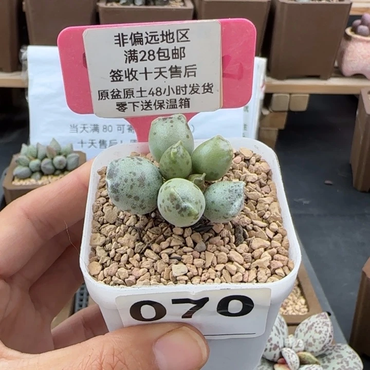 070丸叶海豹多肉植物