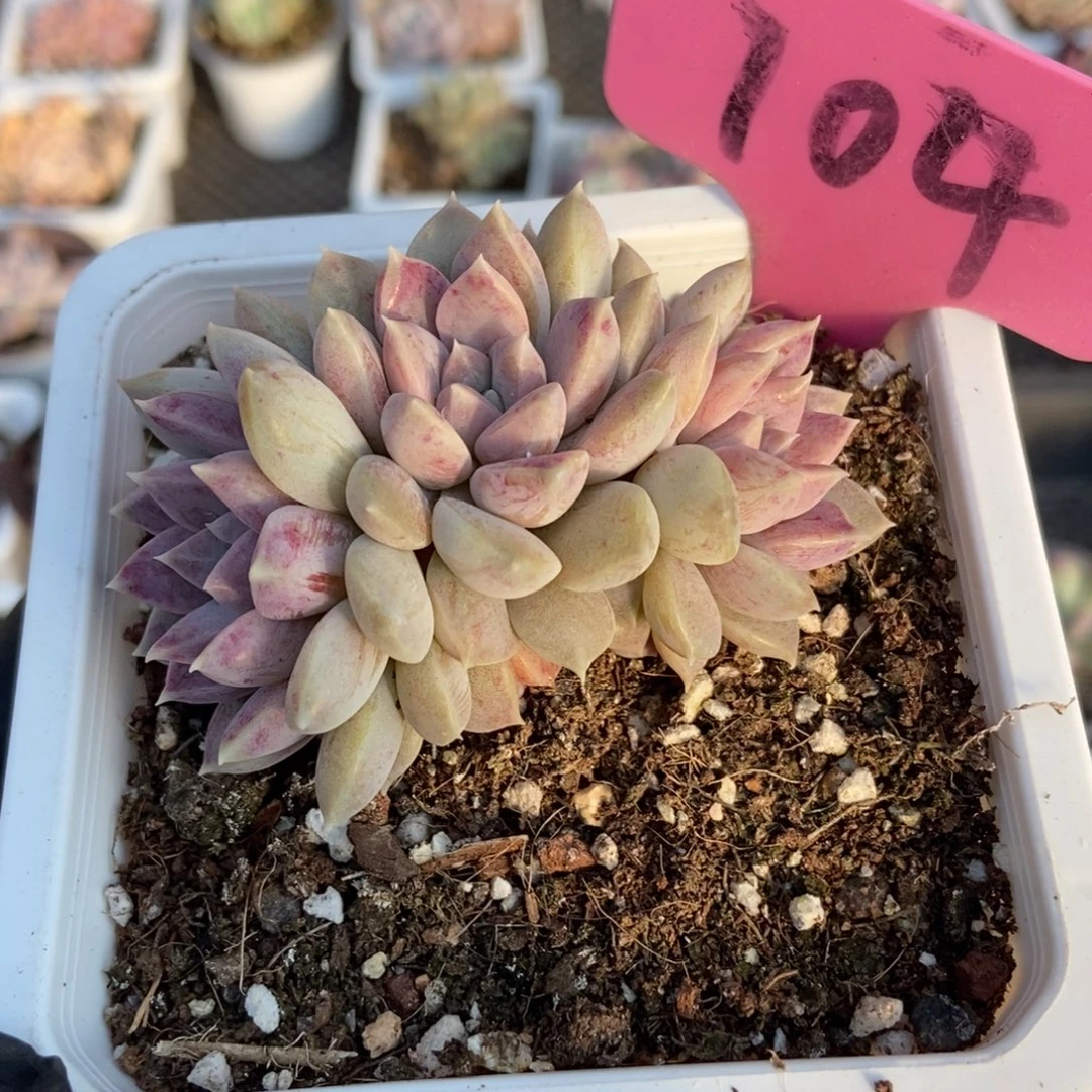 104奶糖多肉植物多肉