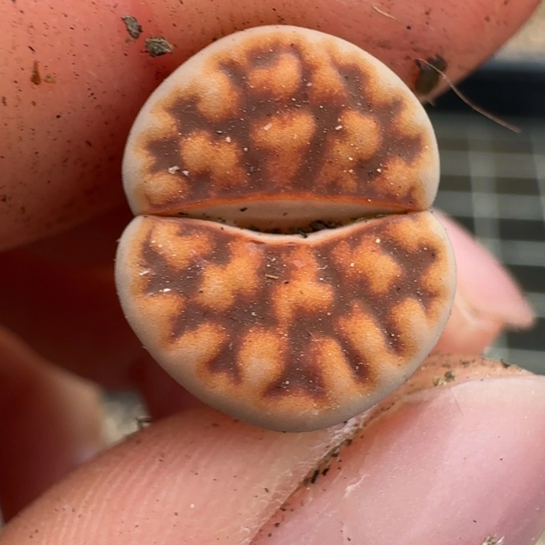 逗*1353紫呢回顾55558000888