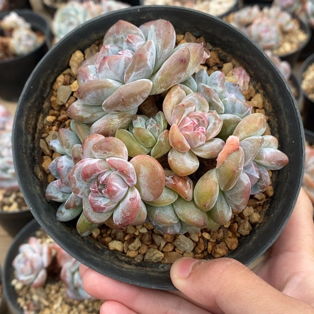 八头绿底紫心小包子