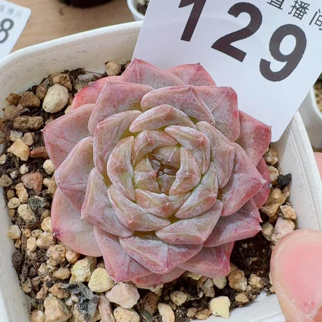 紫魄            精美多肉植物