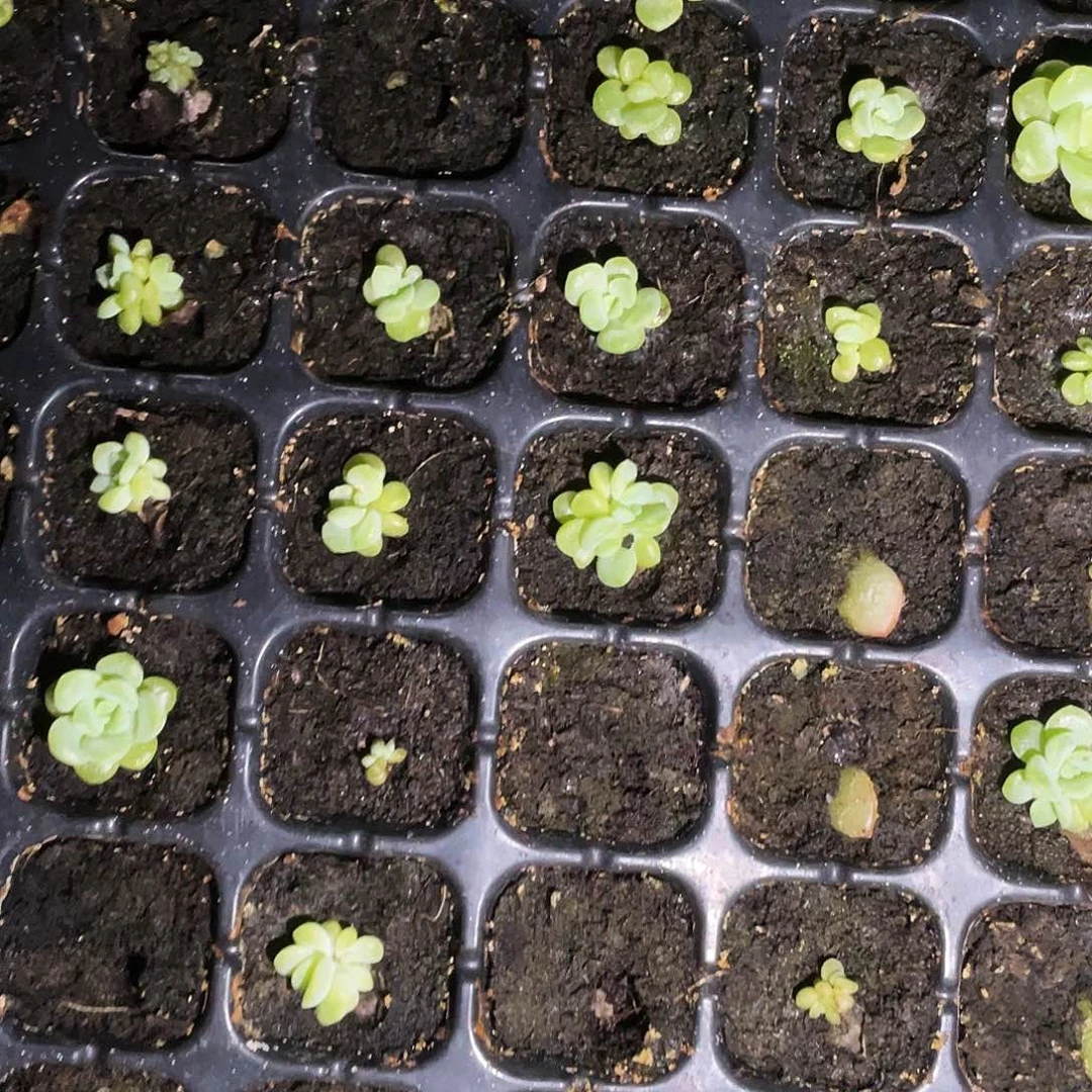 147甜心芝麻一个满25包邮