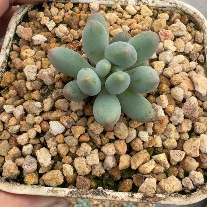 弗拉布 叶插 一物一拍