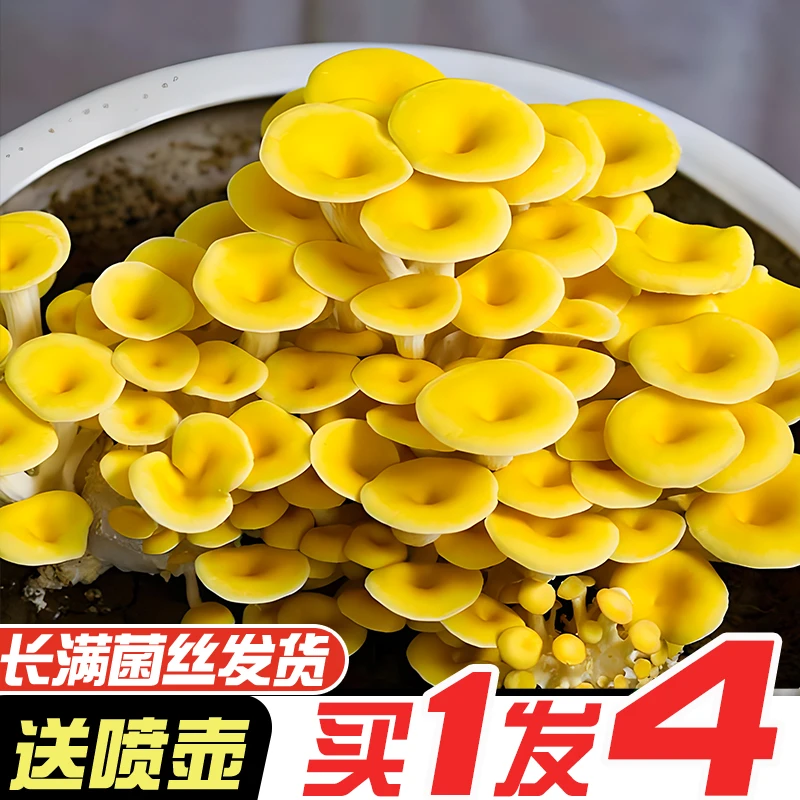 好养蘑菇菌包喷水就长室内家庭趣味种植食用菌菌棒种植包菌菇包
