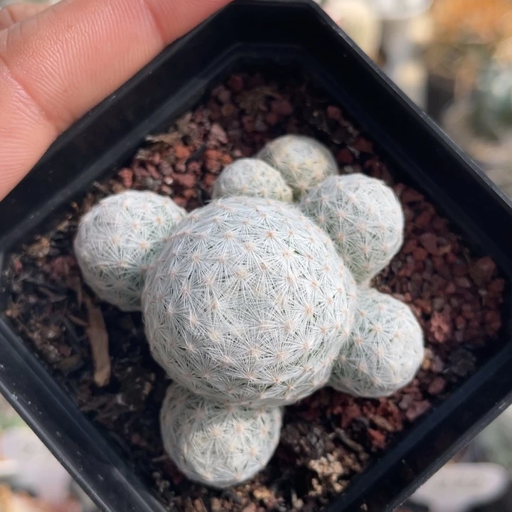 大型姬春星         实生根