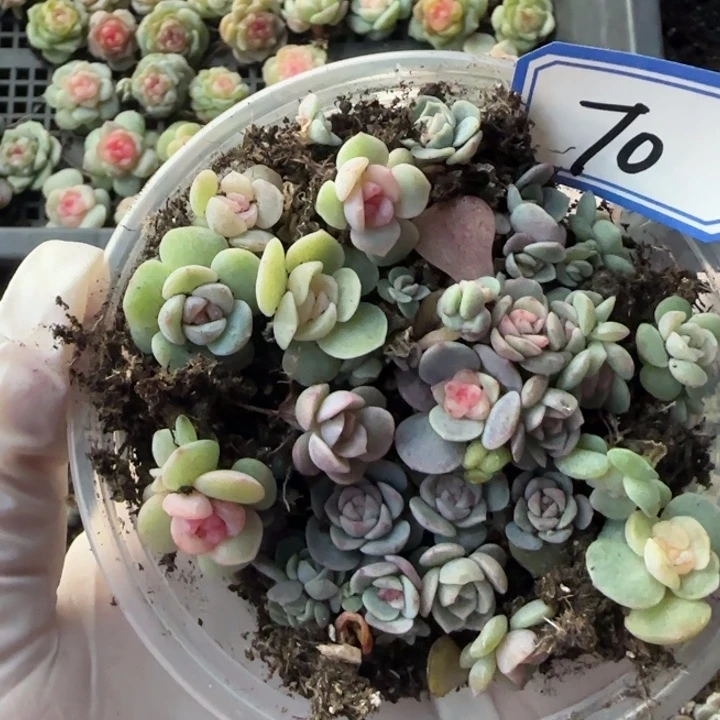 田***望绝绝子多肉植物一盘70