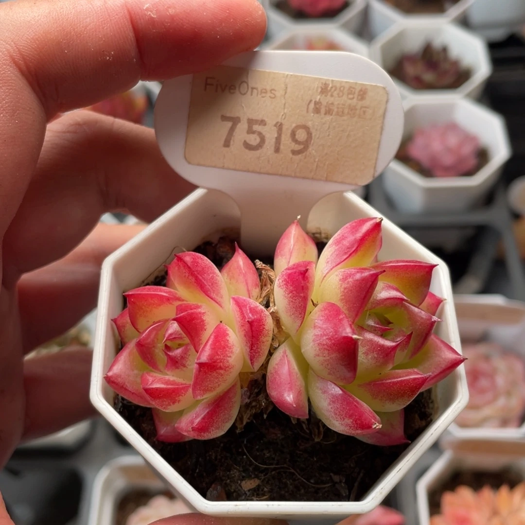 梦幻女王7519-6厘米