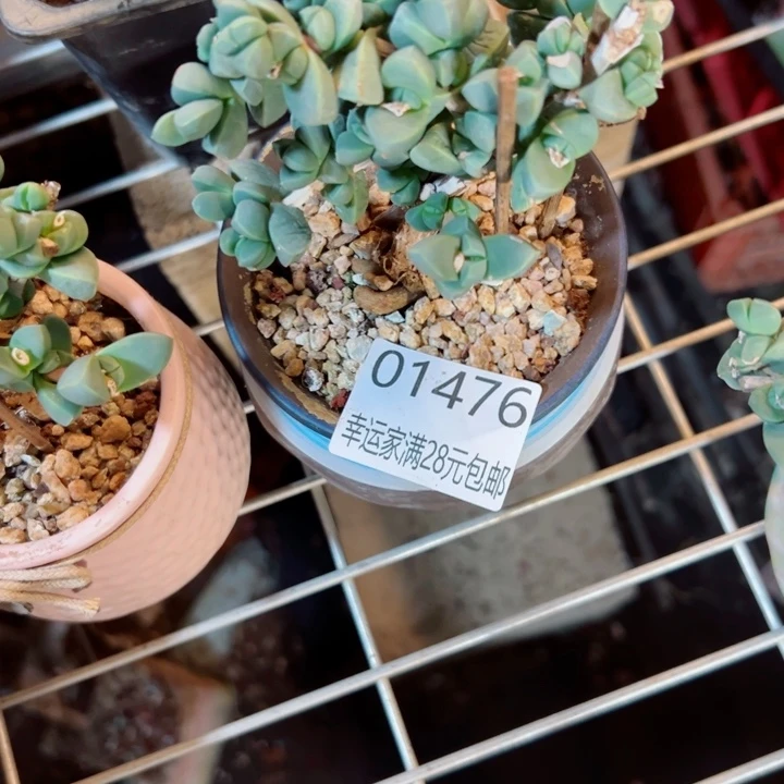 桃***桃幸运儿是一位非常优秀且