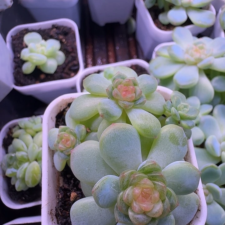 西米露4头福利朵朵