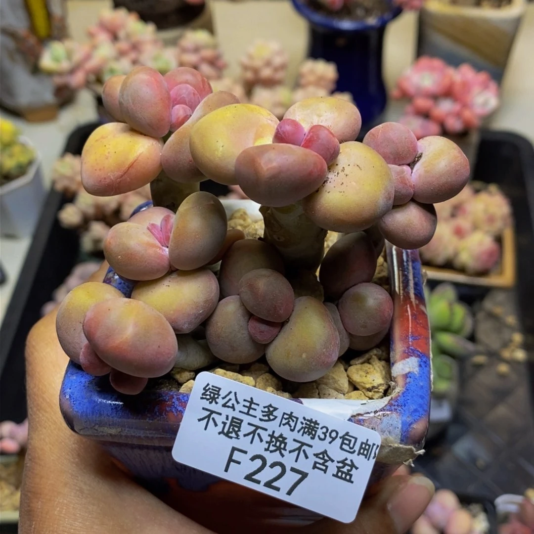 227芒果奶kk奶多肉7cm