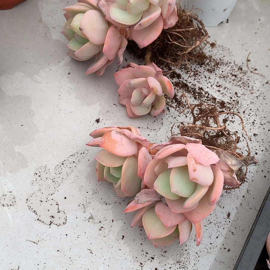 南***花白凤多肉植物两颗