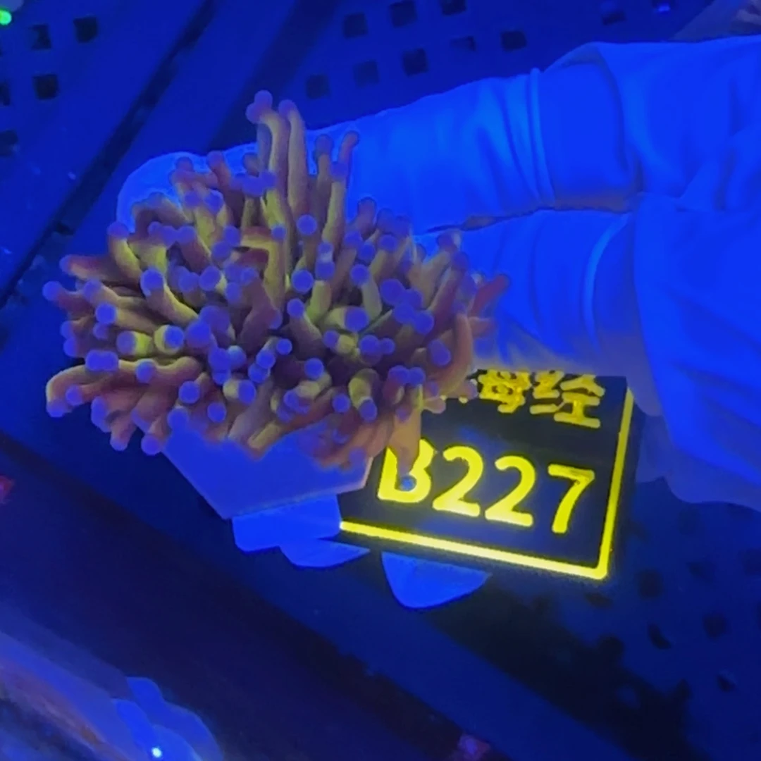 纽扣珊瑚旺***苏晓晓不包邮宿务金B227