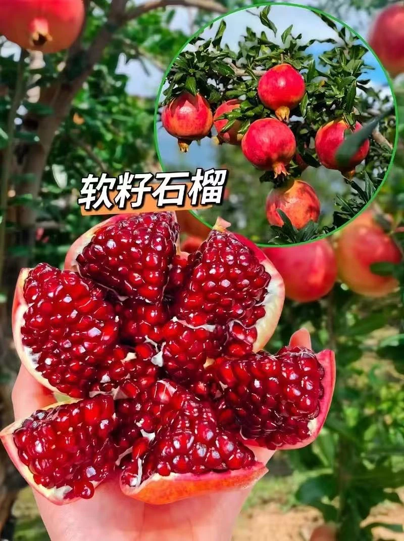 四川大凉山会理突尼斯现摘软籽石榴