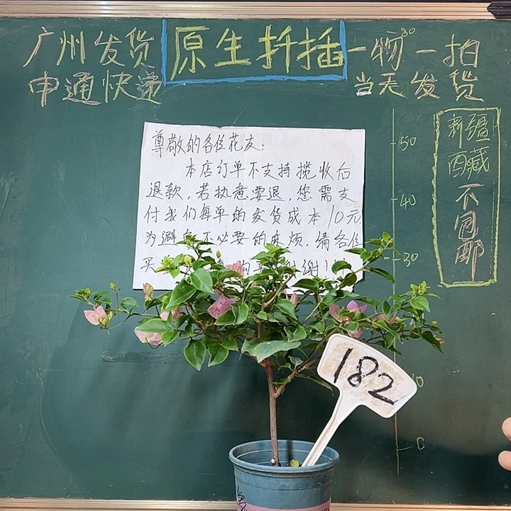 全部花苞粉可爱 182