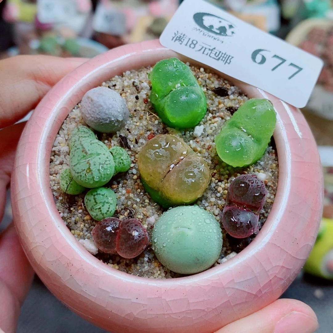 生石花花花开了677
